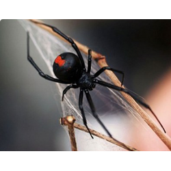 Красноспинный паук, или черная вдова (Latrodectus hasselti)