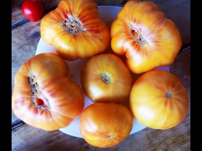 Томат Полосатый Вильямса (Williams Striped)