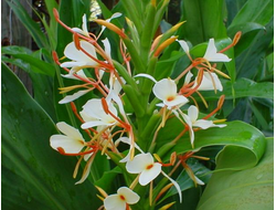 Имбирная лилия, Гедихиум колосистый (Hydicum spicatum) 5 мл - 100% натуральное эфирное масло