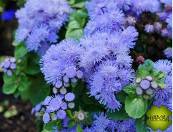 АГЕРАТУМ 6 ШТ