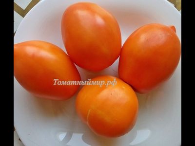 Томат Южный загар