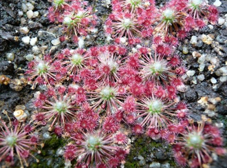 Drosera "Occidentalis"