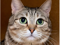 Кошки ищут дом