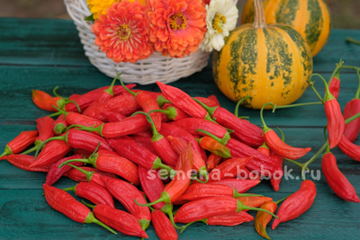 Перец сладкий Baccatum Pepper CAP 455 (Баккатум Кап 455), 10 шт