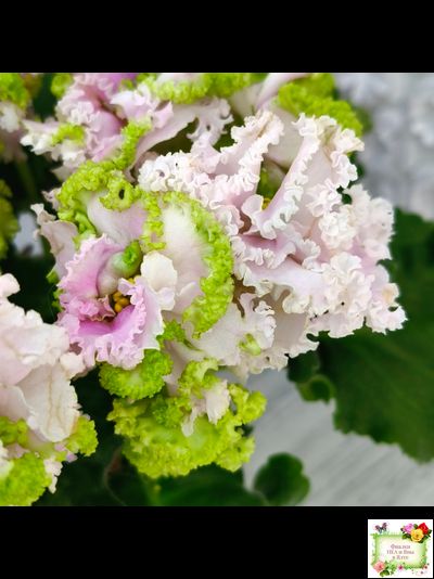 ЛЕ-Денди (Е. Лебецкая) 2011 г.