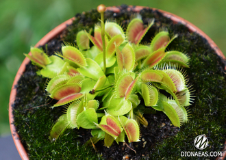 Dionaea muscipula Miniature Flower Giant