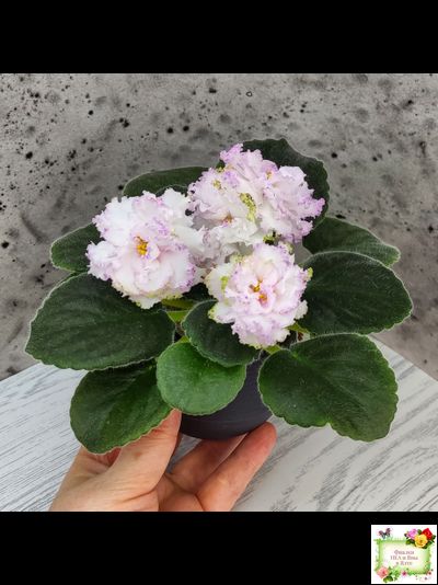 Фея (Т. Л. Дадоян) (лист укоренённый)