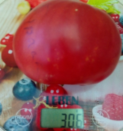 Томат Бурлак минусинский