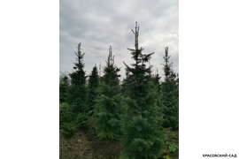 Пихта одноцветная - Фото 3 - Красовский-сад.рф