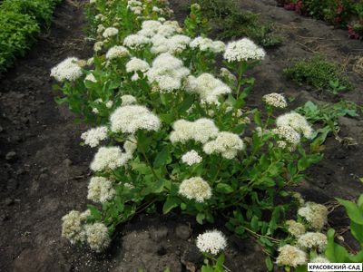 Спирея Альбифлора - Albiflora