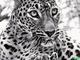 Алмазная картина (мозаика) &quot;Завораживающий леопард&quot; 30*40/40*50 см