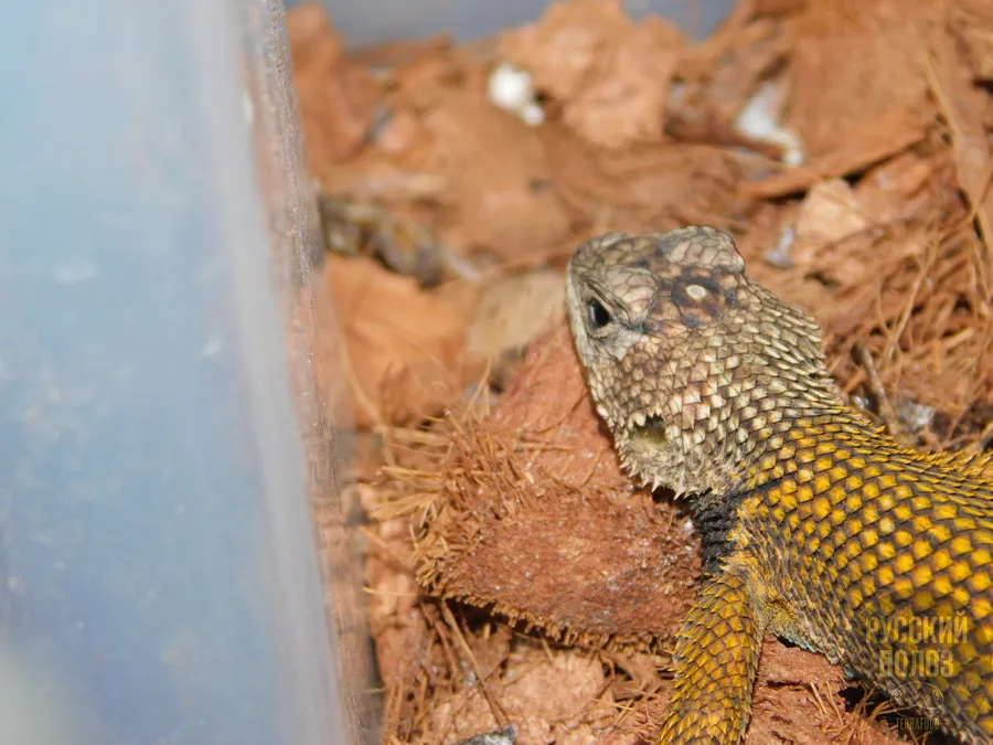 Игуана заборная малахитовая, Sceloporus malachiticus
