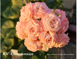 Пеларгония ЮГ-Сплетница