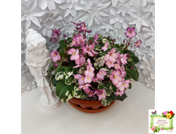 Mac's 1306-2 (G.McDonald) трейлер