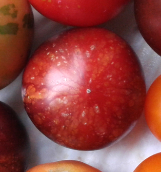 Семена томата Темная галактика