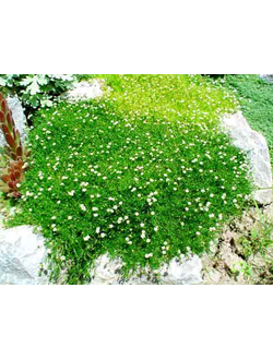 Мшанка шиловидная