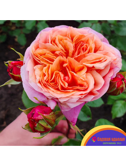 Викторианский Секрет (Victorian Secret)