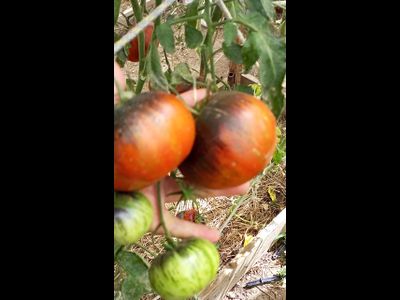 Томат Блаженство