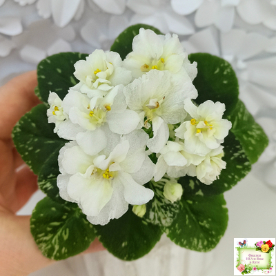 Adirondack Moon (S. Sorano) (детка)