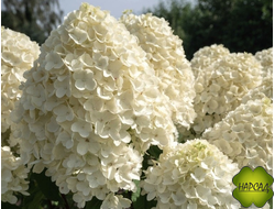 ГОРТЕНЗИЯ метельчатая "САММЕР СНОУ" (летний снег). ВОЛШЕБНАЯ ФОРМА И ОКРАСКА