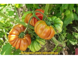 Томат Лотарингская красавица (Beauty Lottringa)