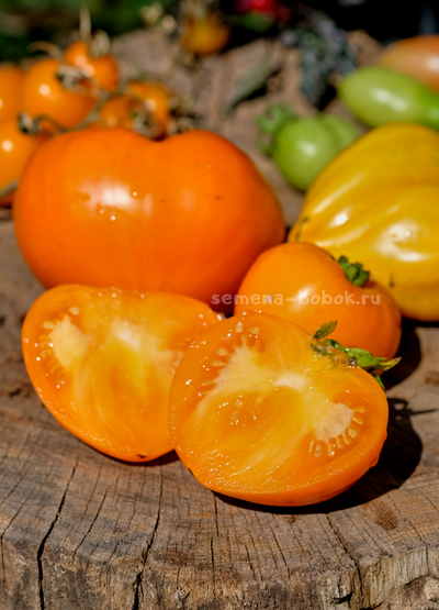 Томат Золотые Огни Алатау, 10 шт