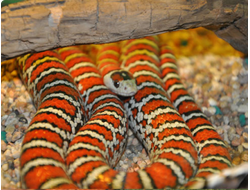 Королевская змея горная кноблюха