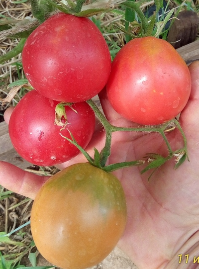 Томат Крымская роза