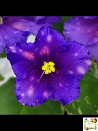 Nik-Сокровище Каравана (Н. Булко) 2022 г. (сортовой стартер)