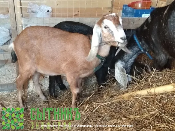 Козье молоко от нубийских коз с доставкой на дом в Москве и МО