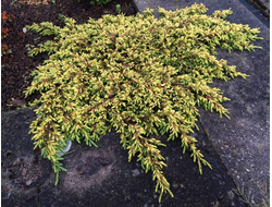 Можжевельник обыкновенный Goldschatz, C2