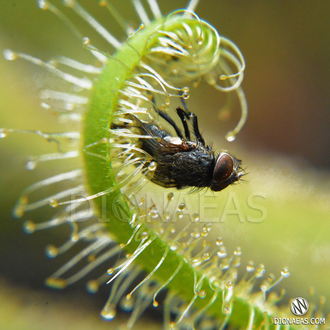 Drosera "Capensis var. Alba"