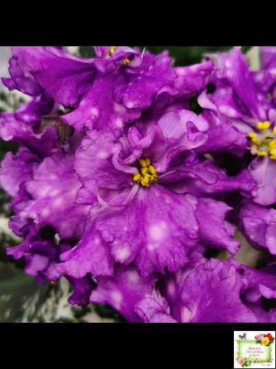 ВаТ-Шоколадное Настроение (Т. Валькова) 2019 г.