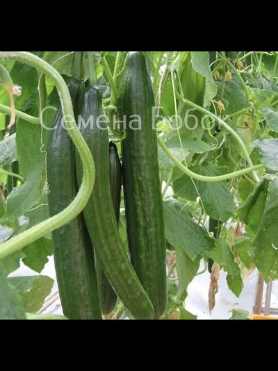 Огурец Тести Грин F1, 5 шт
