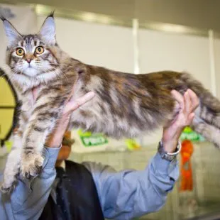 Волгоградский питомник Мейн кунов GangsterCat. Сайт: www.gangstercat.ru Тел: +7 (917) 335-09-66 (WhatsApp, Viber, Telegram), Татьяна.
