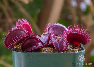 Dionaea muscipula Pink venus