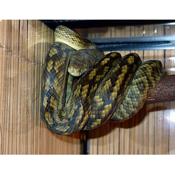 Новогвинейский аметистовый питон (Morelia amethistina)