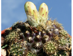 Frailea grahliana - 5 семян