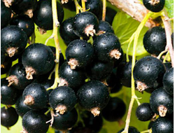 Смородина черная Канахама, C10