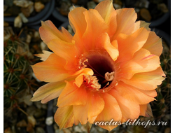 Echinopsis hybrid `Venskiy vals` x Echinopsis hybrid 2 - 5 семян