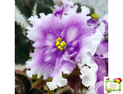 Dn-Дух Різдва (Д. Денисенко) 2020 г.