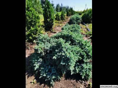 Можжевельник Блю Стар - Blue Star