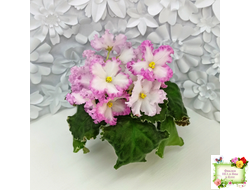 Nik-Обыкновенная Богиня (Н. Булко) 2023 г.