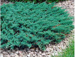 Можжевельник горизонтальный Blue Chip, C5