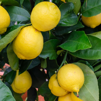 Лимон (Citrus limon) Испания, органик, 5 мл - 100% натуральное эфирное масло