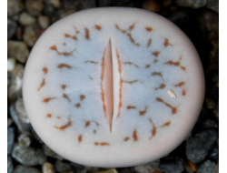 Lithops pseudotruncatella ssp.dendritica С384 (MG) - 10 семян