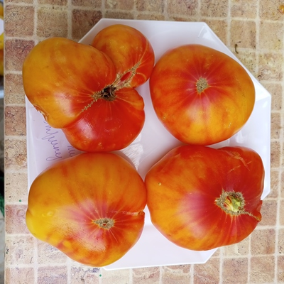 Томат Минни Пинн Страйп (Minnie's Pinn stripe)