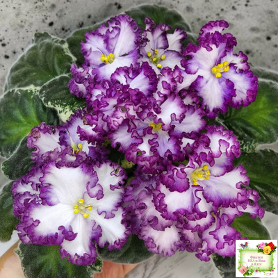 АВ-Навсегда (Фиалковод) 2021 г. (лист посажен 03.11.25)