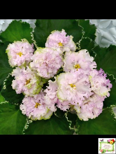 АВ-Богатая Невеста (Фиалковод) 2020 г.