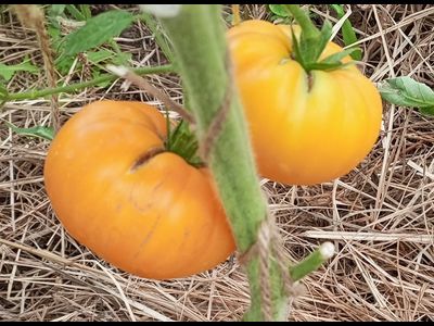 Томат Персики и крем (Peaches and Cream)